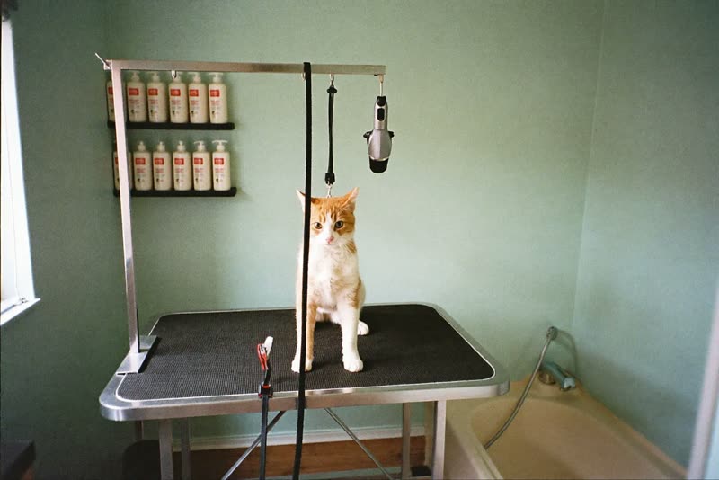 A tidy grooming room with a steel table, bath and dryer