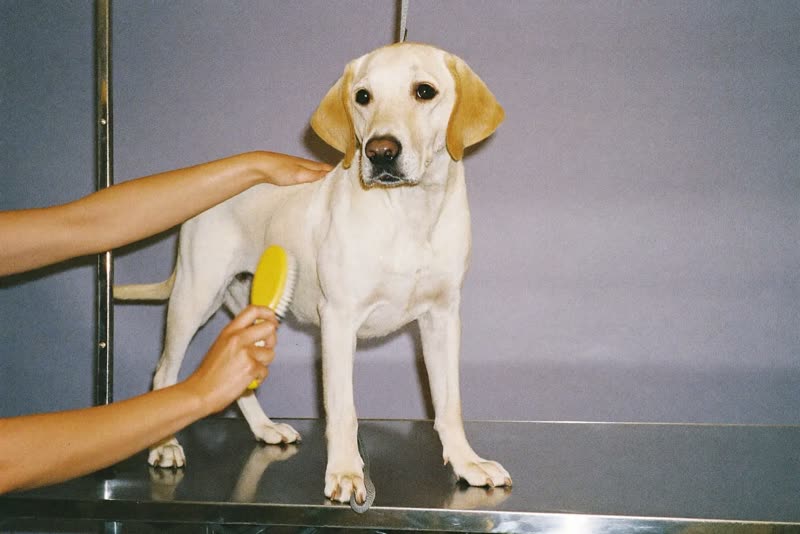 A labrador being brushed on a grooming table