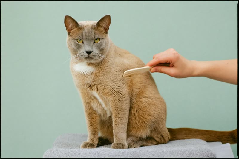 A cat being gently combed on a towel