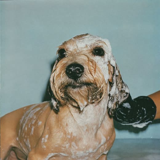 A small dog being bathed and shampooed