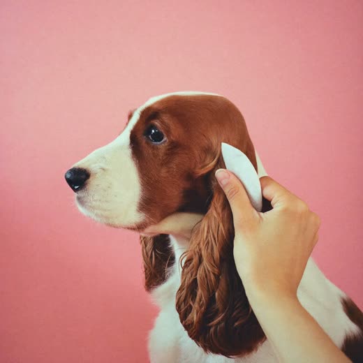 A spaniel having its ears cleaned