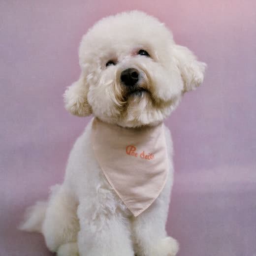 A freshly groomed white bichon with a neat fluffy coat